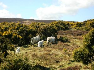 Sheep on Exmoor, viewed from the A39