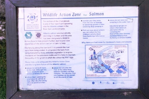Salmon information board at Cherry Brook