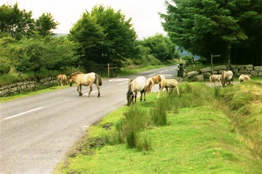 Local residents cross the road north of Princetown