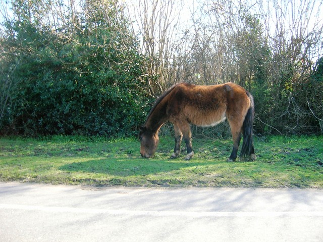 Brockenhurst New Forest Pony